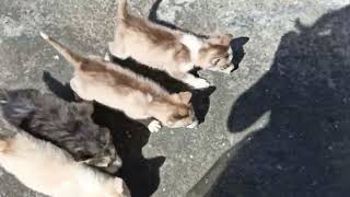 Huskies puppies running husky huskylove fypシ゚viralhuskiespuppiespuppy puppyvideosfunnyvideos [upl. by Mirabella679]