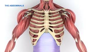 Paradoxical breathing in spinal cord injury [upl. by Dyol]