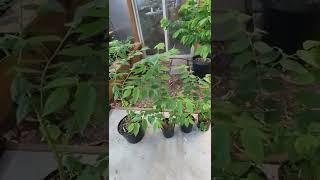 Muntingia calabura Strawberry treeJamaican cherry update [upl. by Koller710]