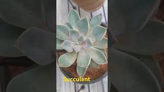 Echeveria desmetiana succulent 🥳💃💃 [upl. by Vey530]