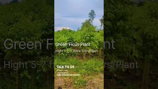 Green Ficus Benjamina Plant सबसे सस्ते दामों में खरीदने के लिए संपर्क करें।। 📞8057217659 [upl. by Asikal]