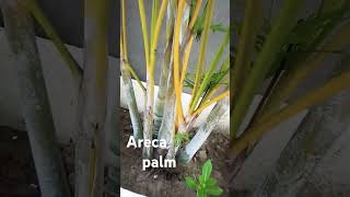 Areca palm care🌴🌴 plants arecapalmcare gardening arecapalm indoorplants flowers gardeningtips [upl. by Neale]