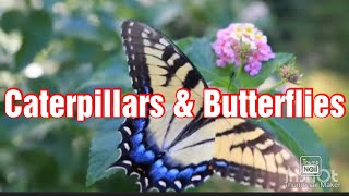 NATURE CATERPILLARS amp BUTTERFLIES BRIGUERA VLOGZ [upl. by Enyamrahs]