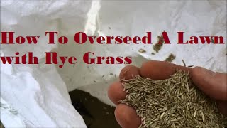 How To Overseed Your Lawn with Rye Grass  Overseeding An Existing Lawn to thicken up your grass [upl. by Stephens]