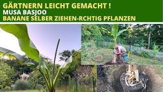 Musa basjoo Banane selber ziehen Exoten im Garten pflanzen [upl. by Lucic]