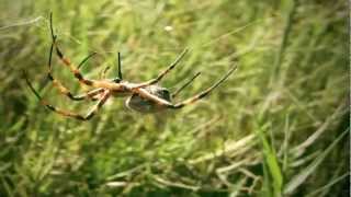 Araña Tigre Argiope argentata Humedal Río Lluta Arica 1080p [upl. by Wolfie93]