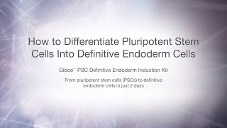 How to induce pluripotent stem cells in to definitive endoderm [upl. by Gnehp]