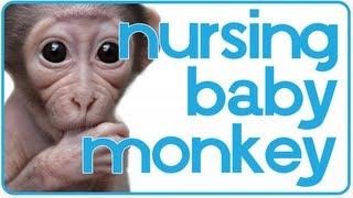 Baby Monkey Wants to Nurse  ADORABLE [upl. by Isadore151]