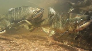 Salmon And Trout Hatchery Documentary [upl. by Ahter]