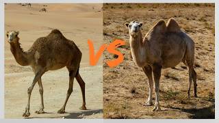 Two main types of camels Dromedary camel and bactrian camel [upl. by Itagaki109]