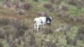 Condor andino Vultur Gryphus Cayambe [upl. by Nairrod]