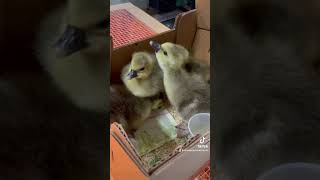 Have you ordered from these hatcheries chickens hatchery chicks shortsfeed raisingchickens [upl. by Ynnhoj]