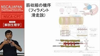 【NSCA】受験対策講座サンプル動画（NSCACPT解剖生理学） [upl. by Eninahs]