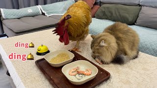 Waiter Bring me food rooster and The cat demands food by ringing the bellso funny and cute😂 [upl. by Aufmann]