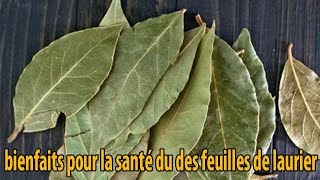 bienfaits pour la santé du des feuilles de laurier  conseils [upl. by Felicle94]