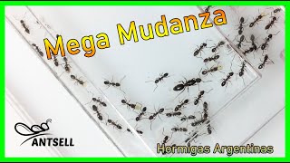 Mega Mudanza de las hormigas Linepithema Humile  HORMIGUEROS con HORMIGAS ARGENTINAS [upl. by Ysteb]