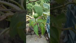 কুল ঝালchilli plants gardening greenchilliplant [upl. by Sadie]