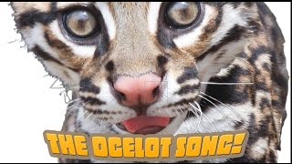 How Many Spots Has An Ocelot Got An endangered species song your kids will love [upl. by Canica]