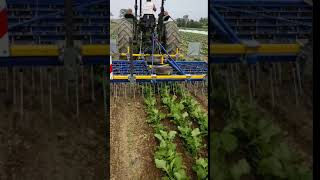 Treffler TS Precision Tine Harrow in Broccoli Raab at Rodale Institute of Farming [upl. by Basir160]