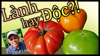 Cà chua LÀNH hay ĐỘC Chất Lectins và Lycopene [upl. by Deyas106]