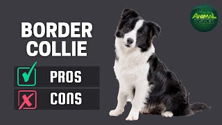 Border Collie The Pros amp Cons Of Owning One [upl. by Pheni]