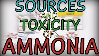 Sources and Toxicity of Ammonia [upl. by Girardi]