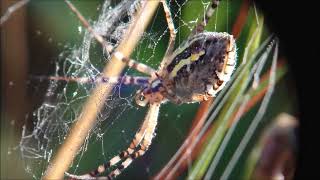 argiope bruennichi 11082024 Holopainen fog kitarasello violin piano [upl. by Vinson]