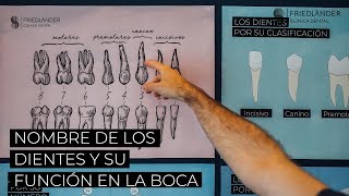 Nombre de los dientes descubre sus nombres números y su función [upl. by Natsyrt]