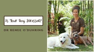 Is Your Dog Stressed  Dr Renee ODuhring [upl. by Essenaj]