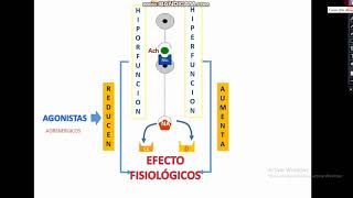 Farmacología del Sistema Nervioso Autónomo Simpático [upl. by Ignacia139]