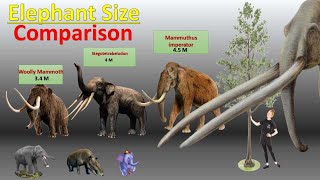 Elephants size comparison I Mammoths Size Comparison [upl. by Yanahs]