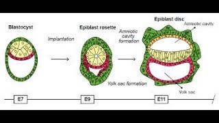 Formation of the Amniotic cavity  Amniotic fluid  Amniotic membrane [upl. by Gibrian]