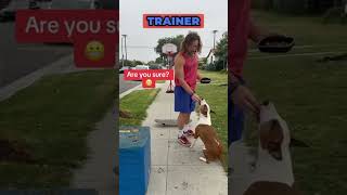 You Wont Believe How Cool This Dog Is challenges entertainment funnyclips lifehacks trending [upl. by Aynnat]