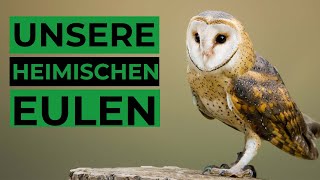 Häufige Eulen und ihr Gesang  Ruf [upl. by Camus]