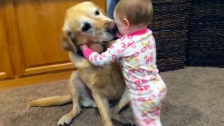 Bébés mignons jouant avec des chiens et des chats [upl. by Cerellia]