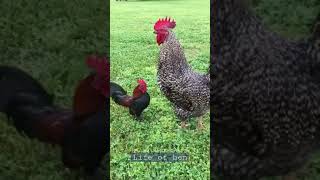 small rooster vs big rooster  life of hen [upl. by Palecek]