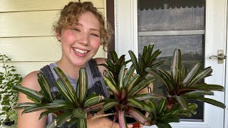 Plant Pups How to Propagate Bromeliads amp Succulents [upl. by Isabella]