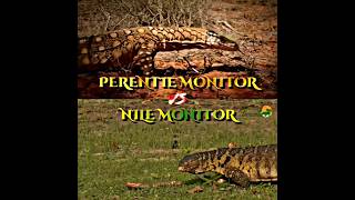 Perentie Monitor vs Nile Monitor animals lizard vs 1v1 [upl. by Ramyaj]