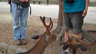 Sacred Deer of Nara Bowing [upl. by Lazor588]