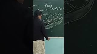 mitochondria Diagram easy to draw [upl. by Akcimahs]