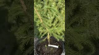 Picea abies “ Ольга”  название условное возможно будет называться иначе 💚🌲💚220924🍁🌲 [upl. by Suitangi]