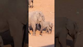 Elephant In Etosha National Park [upl. by Mad]