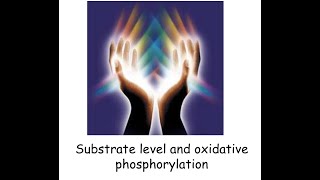 Oxidative Phosphorylation [upl. by Server]