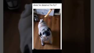 funny animals moment 🤣🤣🤣 viral funny pets animals [upl. by Rolfe]