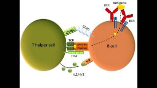 B Cell Activation and Class Switching Best Explanation [upl. by Aeet]