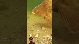 fishing 🎣 in new style fishing fish fishingtips hunting shorts [upl. by Refanej]