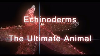 Shape of Life Echinoderms  The Ultimate Animal [upl. by Tra]