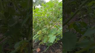 Physalis subglabrata  ប៉េងបោះស្រោម [upl. by Nelda]