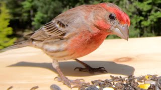 House Finches Chirping [upl. by Angrist992]