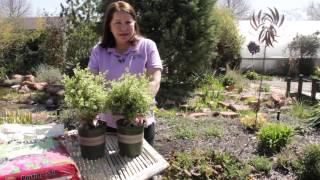 How to Thicken Variegated Boxwood Hedges  Grow Guru [upl. by Noam804]